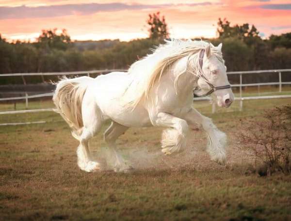 Cremello roan Gypsy Vanner for stud~ stallion service only