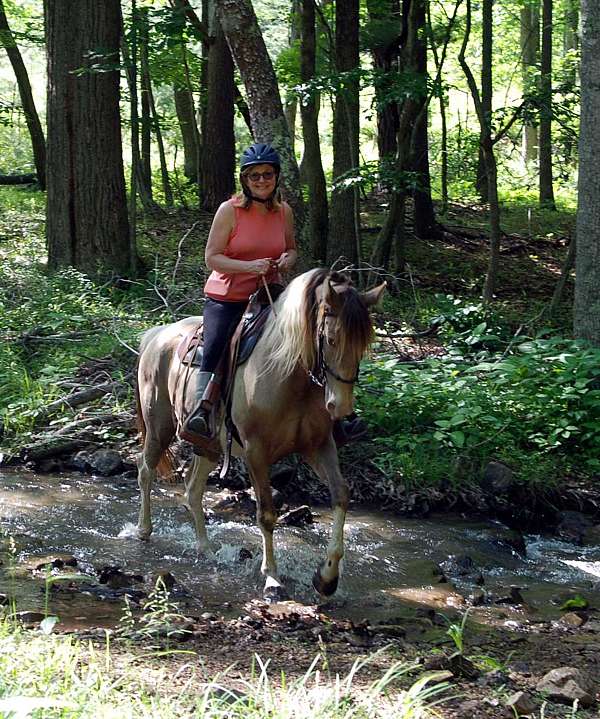 trail-horse-equine-service