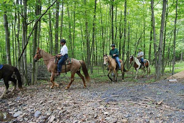 tennessee-walking-horse-equine-service-in-cross-junction-va