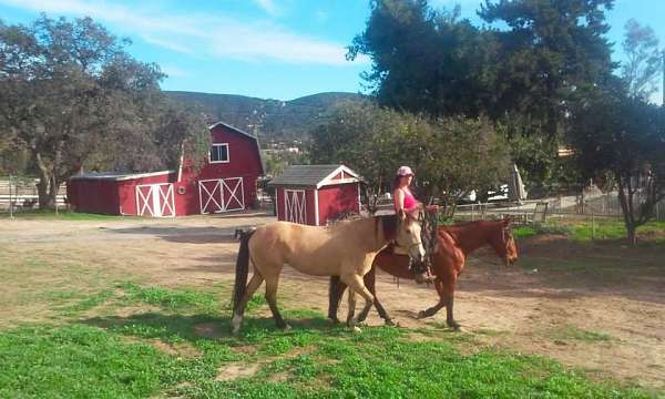 horse-equine-service-businesses-in-ramona-ca