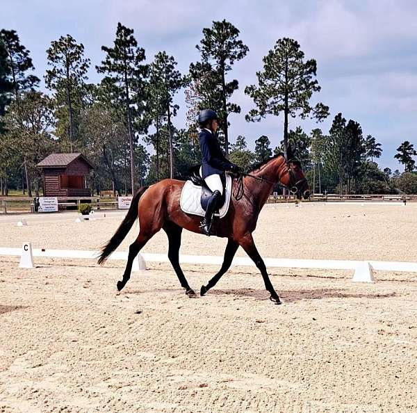 dressage-trail-horse-equine-service