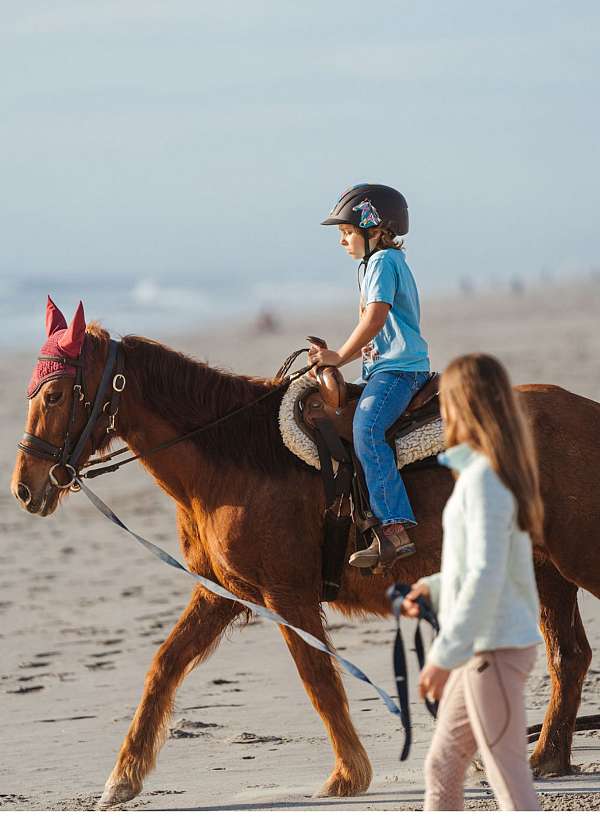 thoroughbred-equine-service-in-oxnard-ca