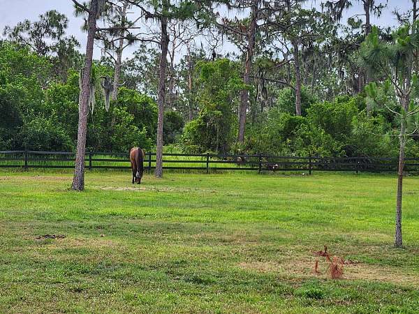 equine-boarding