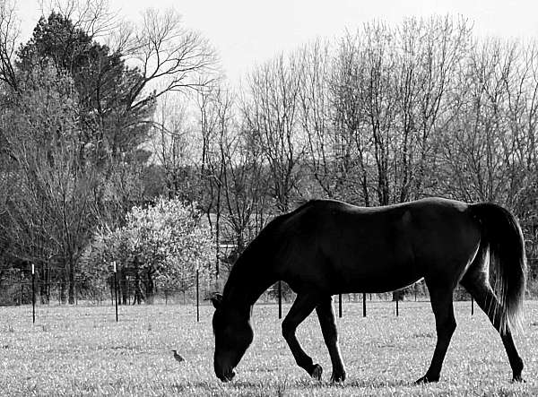 horse-boarding-in-pea-ridge-ar