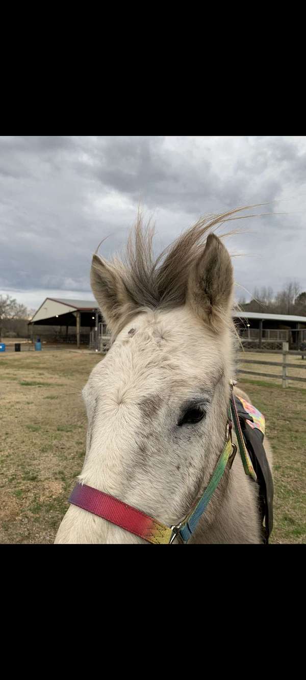 horse-trainers-in-odenville-al