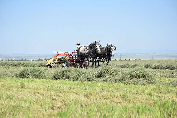 horse-auctions-in-moore-mt