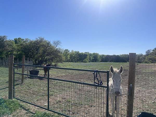 equine-boarding