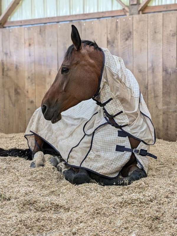 equine-boarding