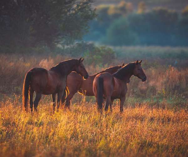 horse-breeders-in-cuba-city-wi