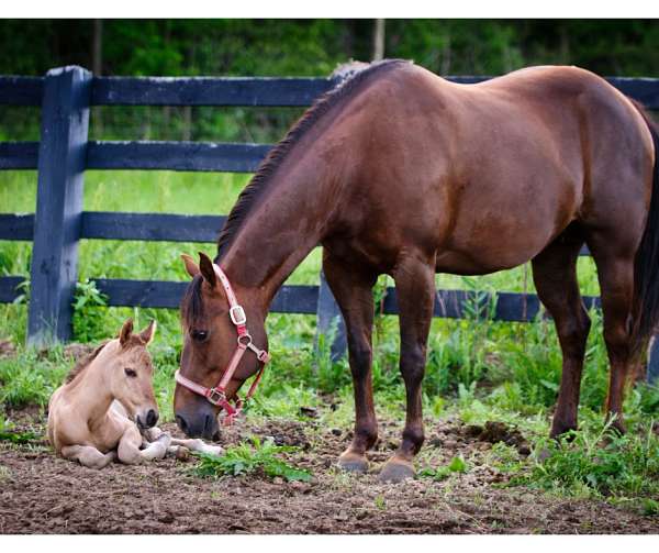 horse-equine-service-businesses-in-cuba-city-wi