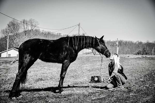 trail-training-businesses-in-kentucky