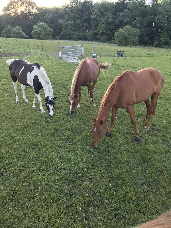 horse-boarding-in-sherborn-ma