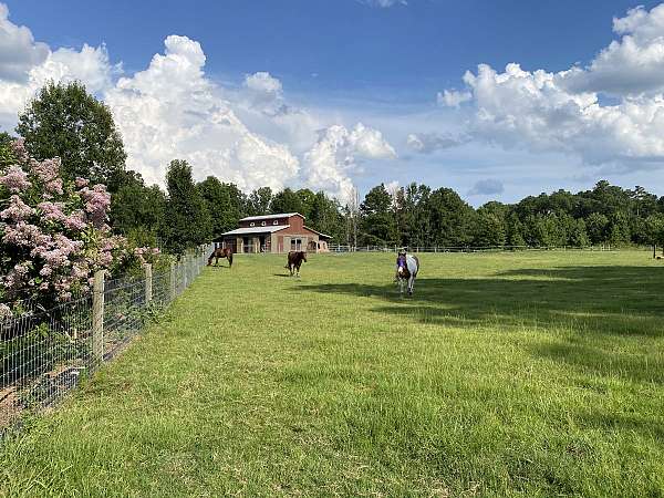 horse-boarding-in-apex-nc