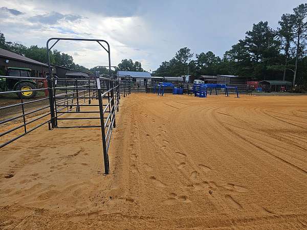 horse-trainers-in-rock-hill-sc