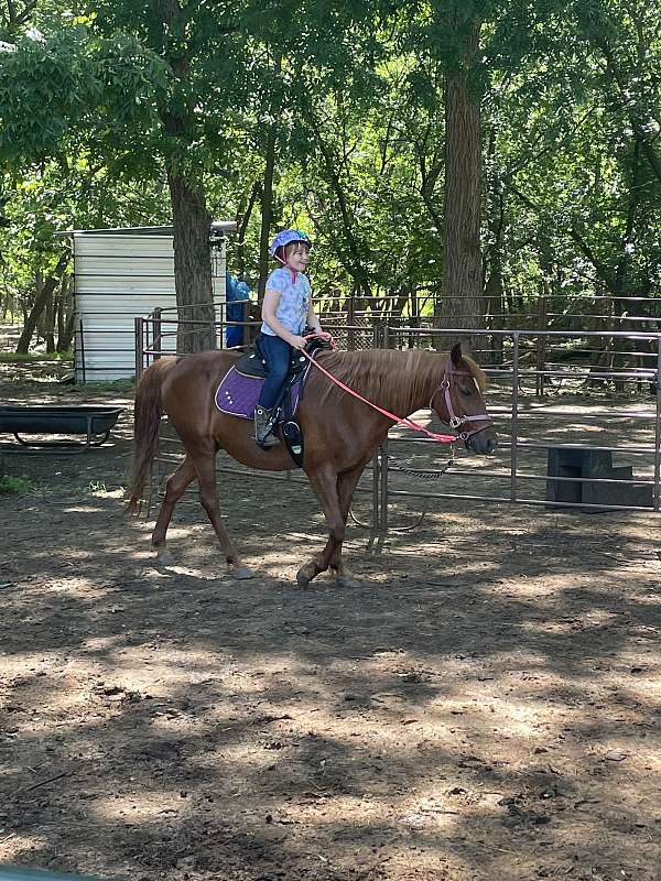 equine-riding-lessons