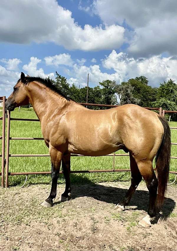 quarter-horse-equine-service-in-rockdale-tx