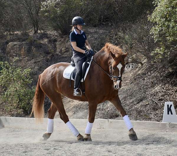 dressage-businesses-in-escondido-ca