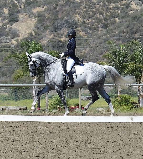 equine-trainers