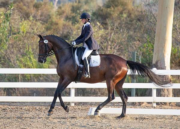 dressage-horse-equine-service