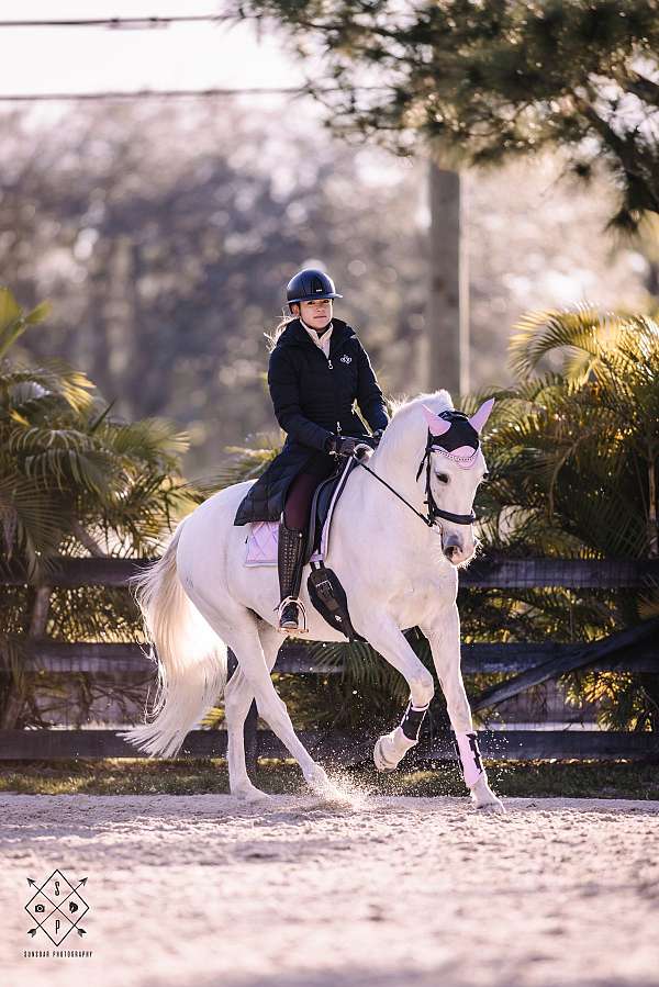 equine-riding-lessons