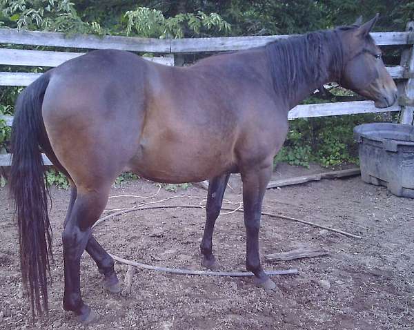 equine-stables