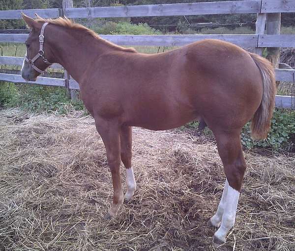 equine-stables