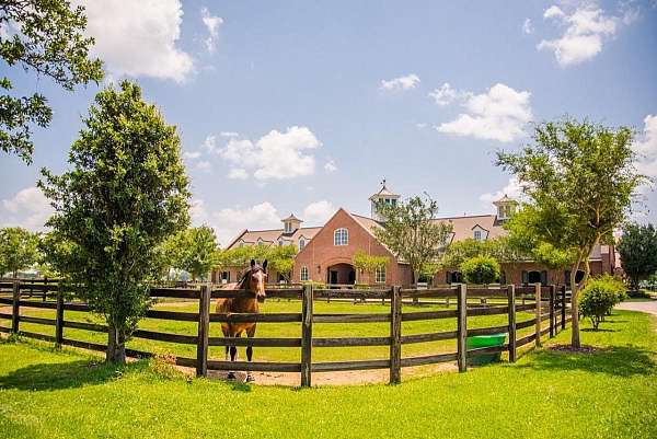 horse-equine-service-businesses-in-louisiana