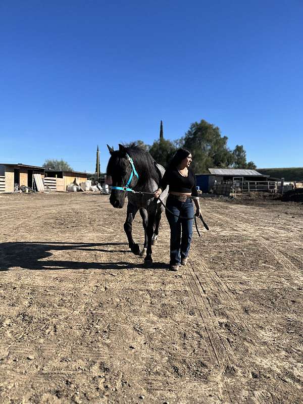 equine-riding-lessons