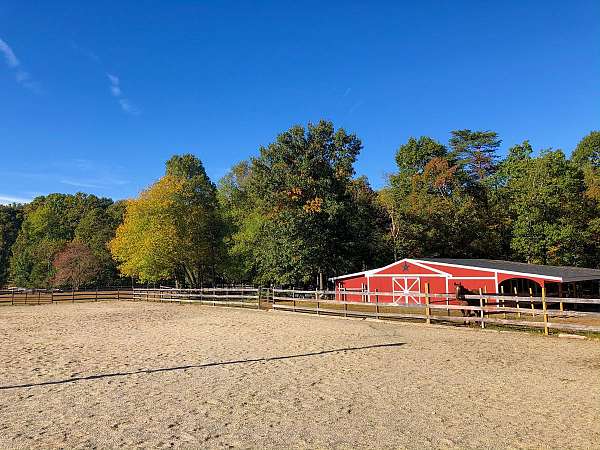 quarter-horse-equine-service-in-nokesville-va