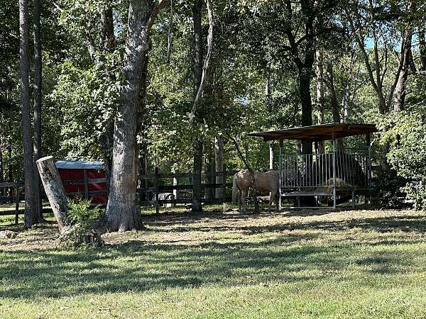 quarter-horse-equine-boarding