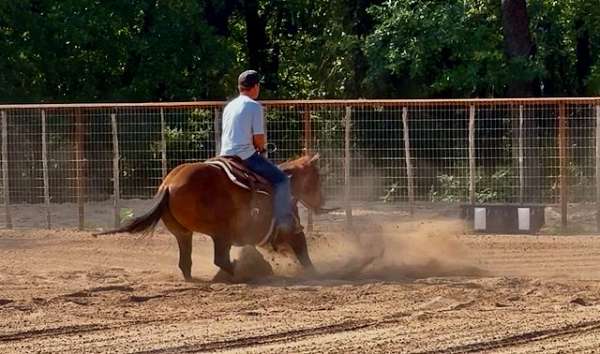 barrel-racing-businesses-in-poolville-tx