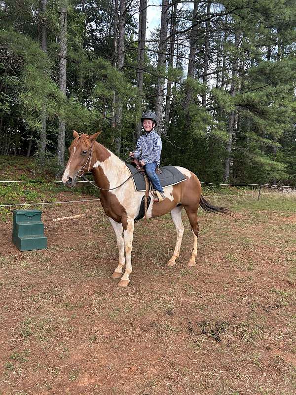 quarter-horse-equine-service-in-ferrum-va