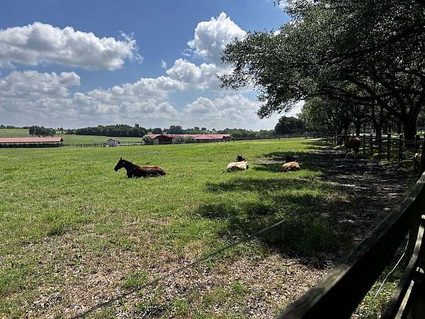 equine-boarding