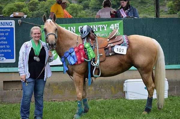 barrel-racing-businesses-in-north-bend-pa