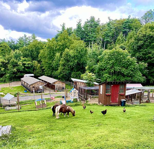 horse-riding-lessons-in-massachusetts