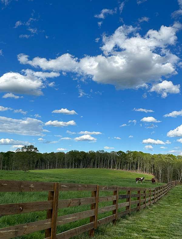 equine-boarding