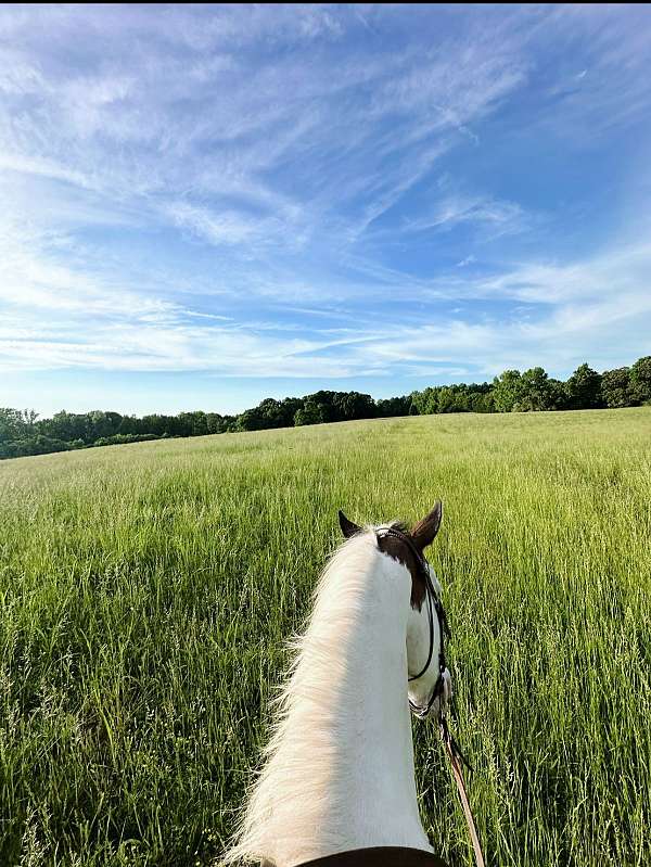 all-around-horse-equine-service