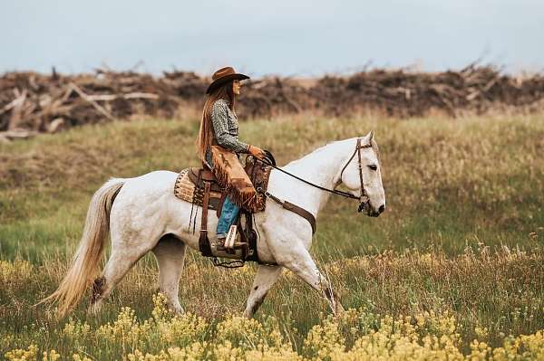 barrel-racing-horse-brokers