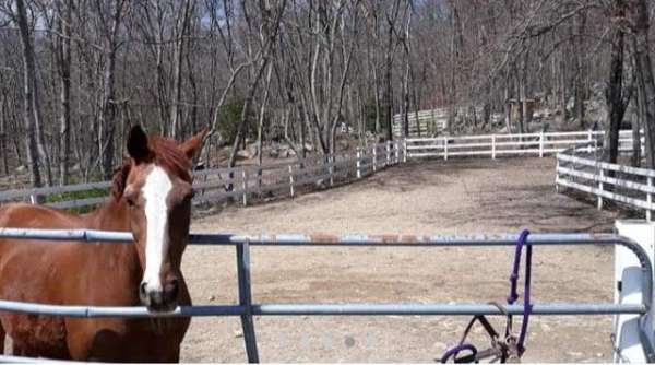 equine-boarding