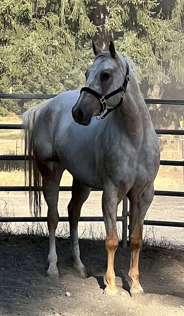 equine-boarding