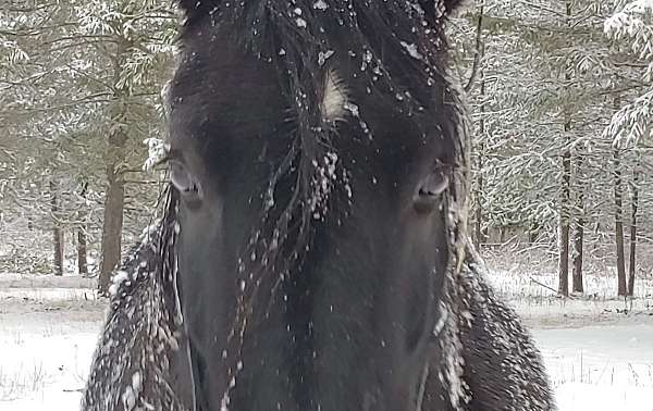 andalusian-barrel-racing-horse-equine-service