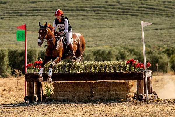 equine-trainers