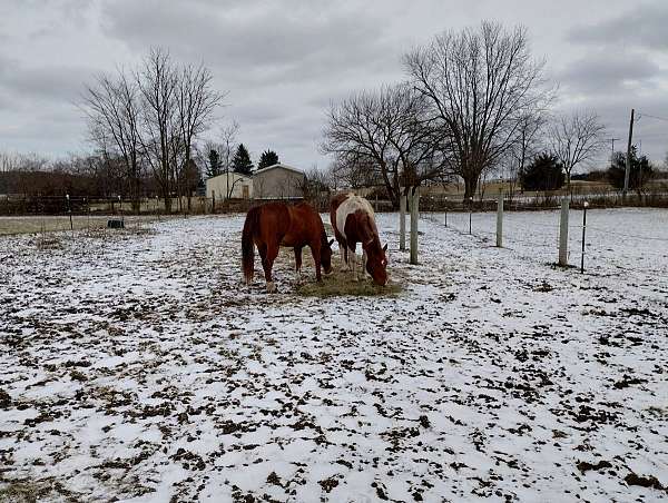 equine-boarding