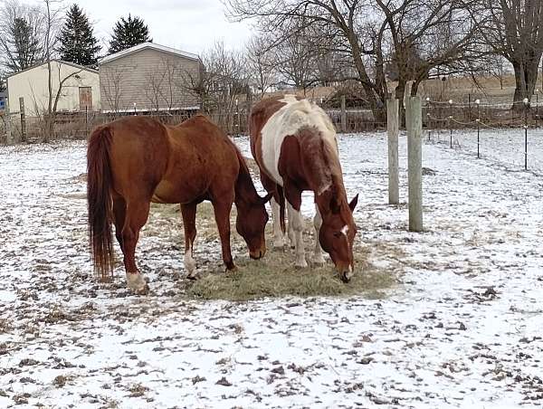 horse-equine-service-businesses-in-waterloo-in