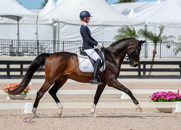 equine-trainers