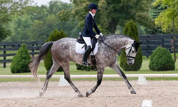 dressage-horse-equine-service