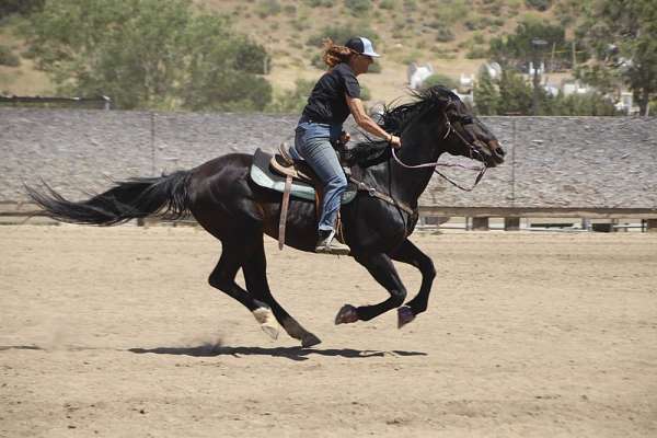 equine-employment