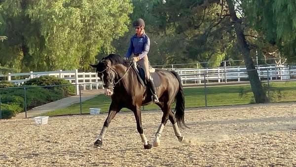 all-around-horse-equine-service