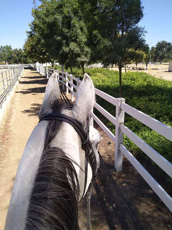 dressage-horse-equine-service