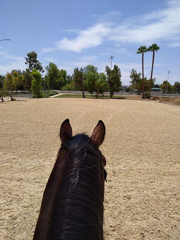 training-horse-equine-service